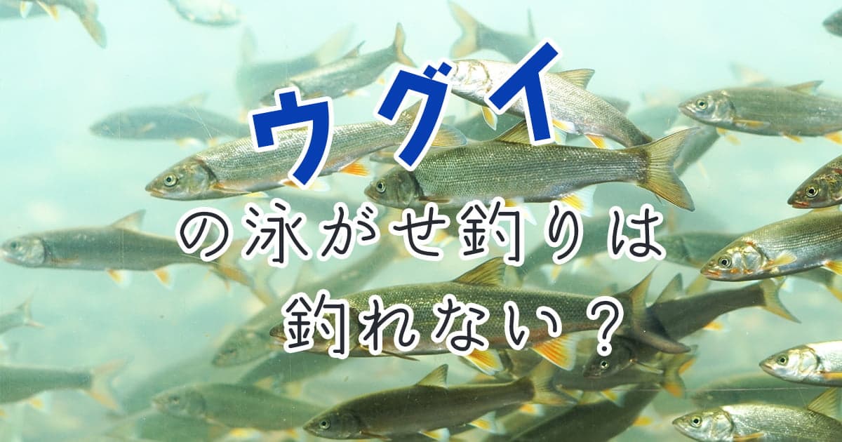 ウグイ(ギンペイ)の泳がせ釣りは釣れない？