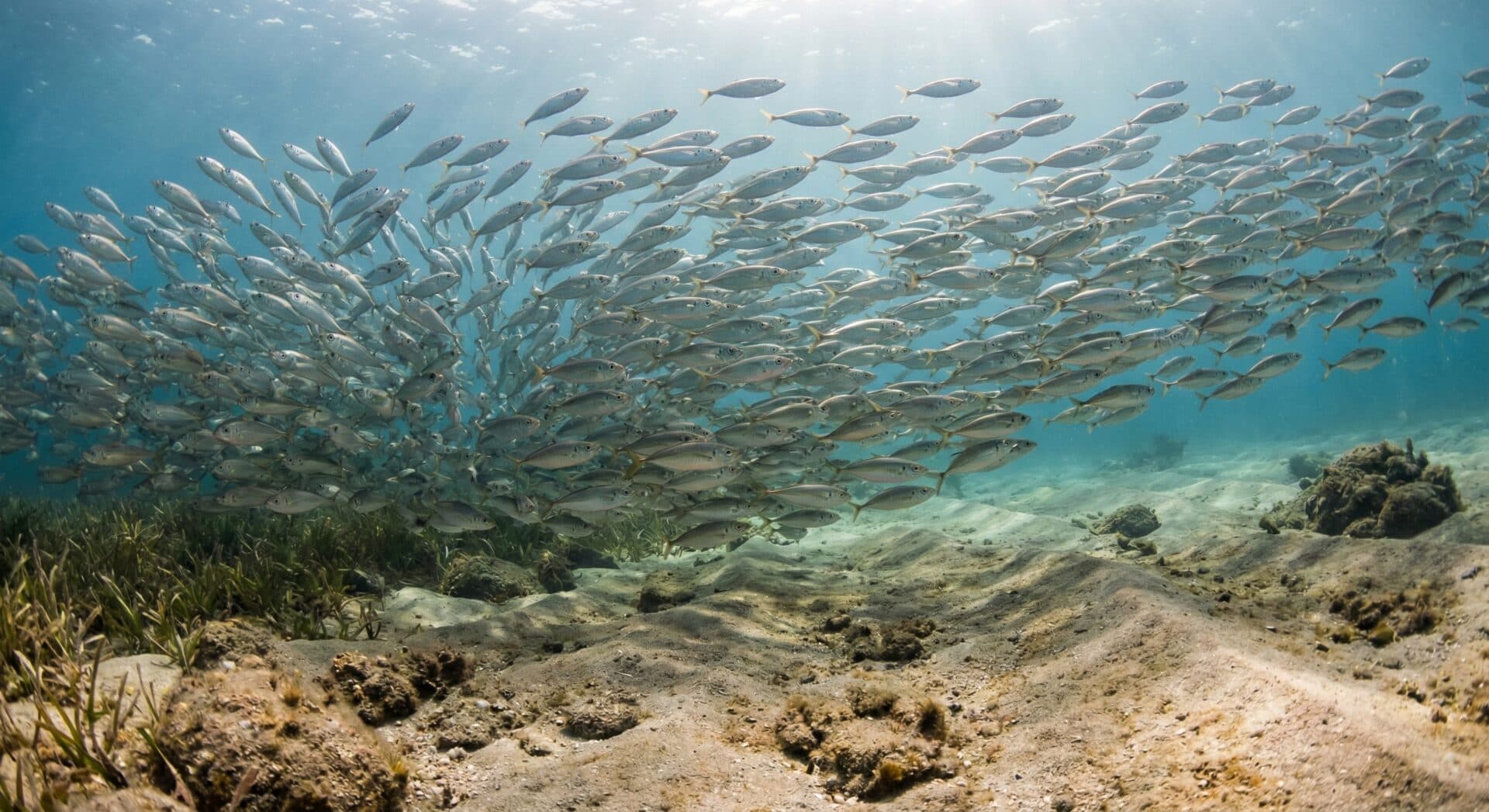 投げサビキ(飛ばしサビキ)とは？仕掛け・釣り方・タナ取りのコツを徹底解説