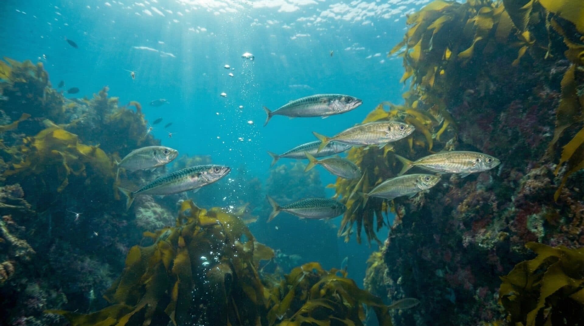 【釣り初心者】「釣れない」を卒業！確実に釣果を上げる2つの進化したサビキ釣り
