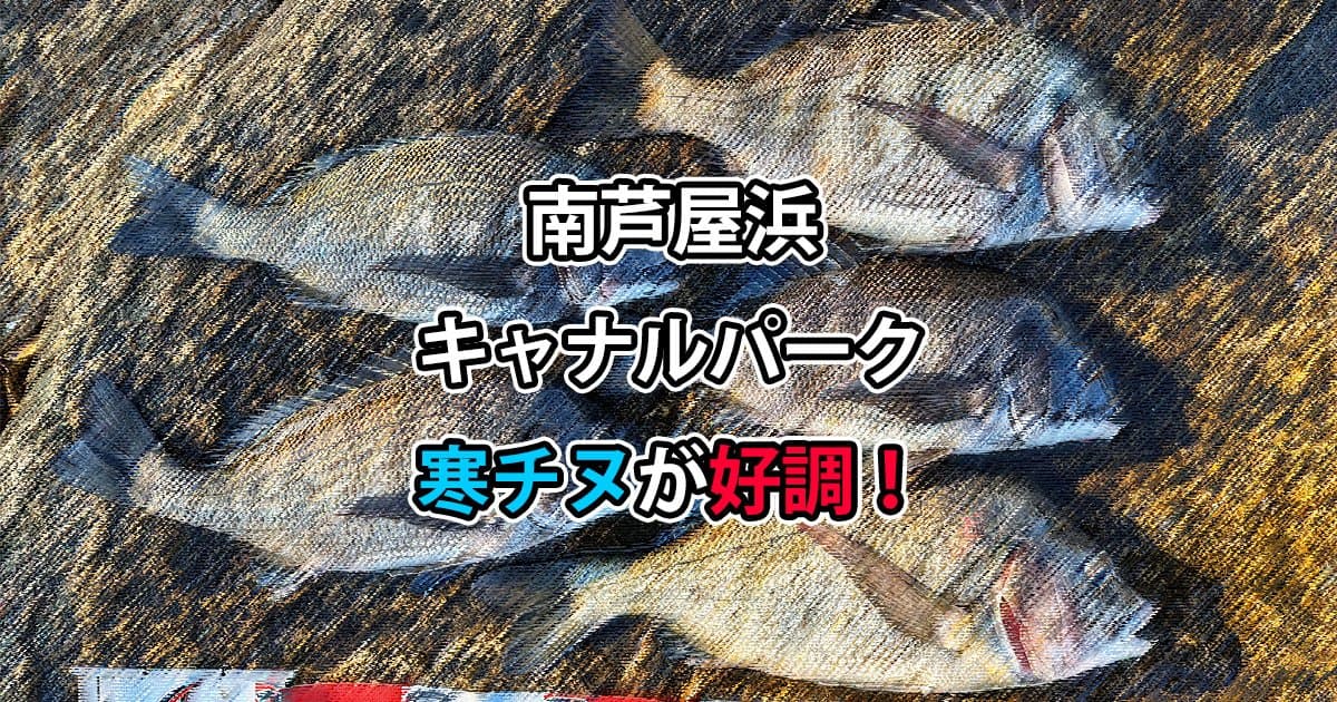 南芦屋浜キャナルパークの寒チヌが好調！全誘導沈め釣りがオススメ